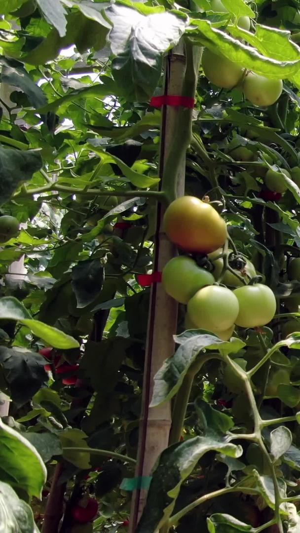 实拍大棚蔬菜西红柿视频的预览图