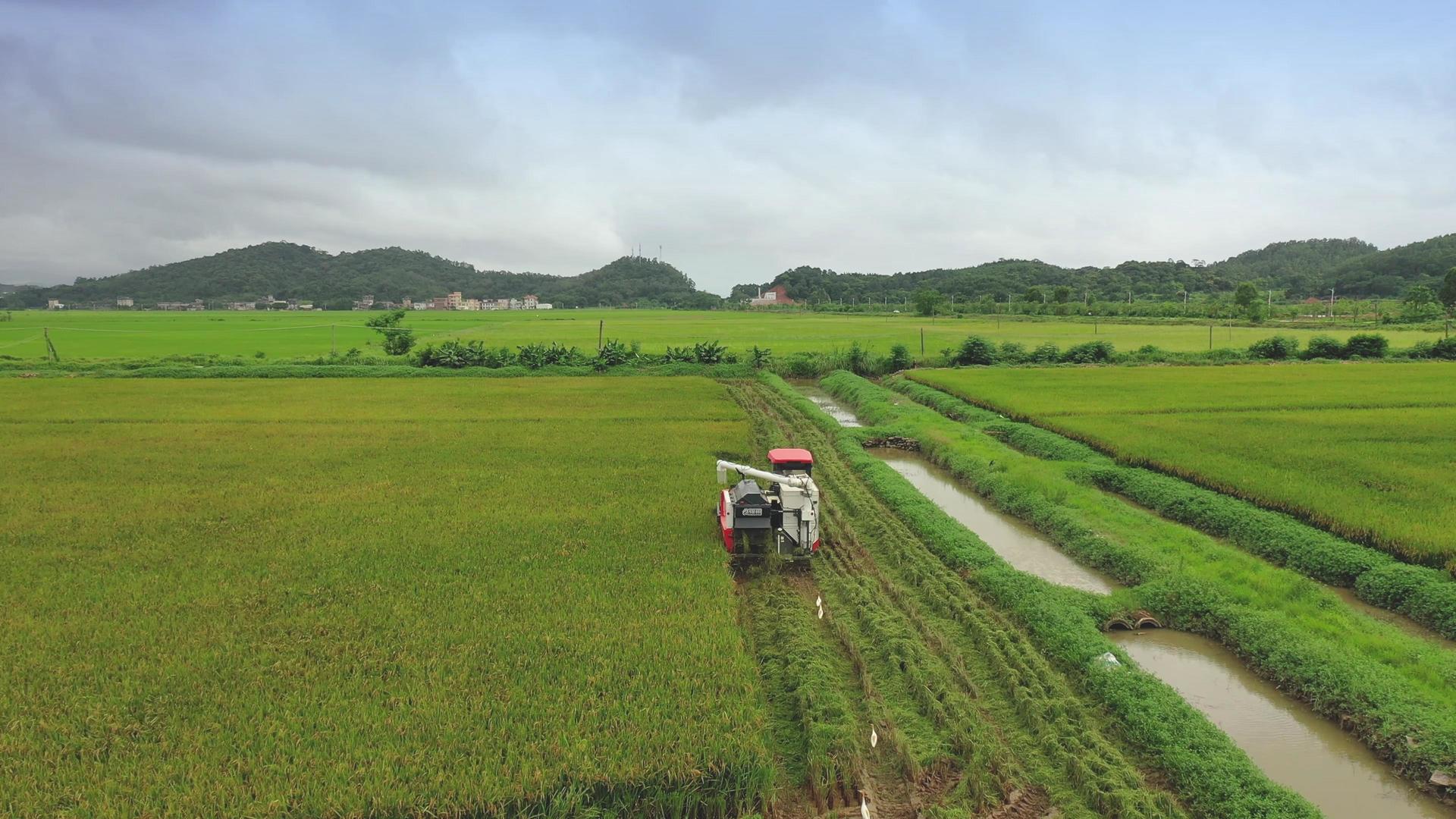 农民使用收割机收割丝苗米水稻视频的预览图