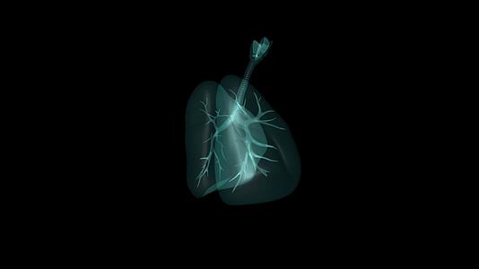 4k肺部动画视频的预览图