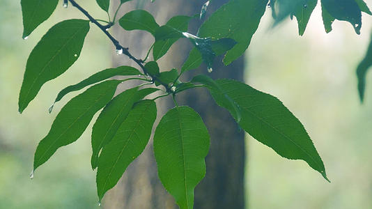 雨水滴落在树叶上视频的预览图