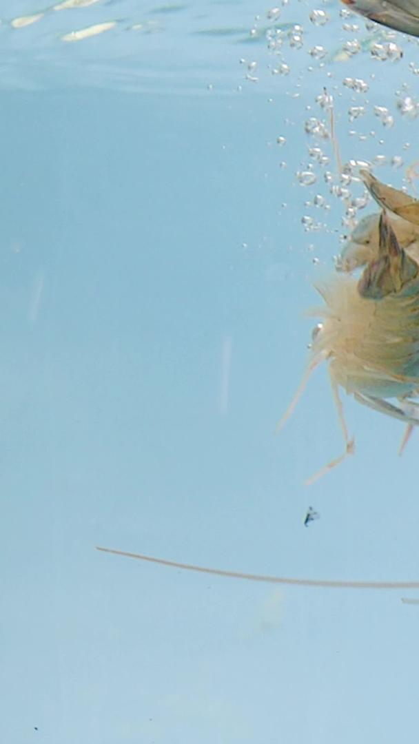海鲜基围虾视频的预览图