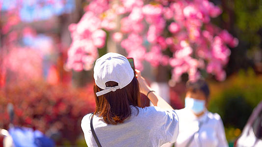 4k实拍春日春游赏花拍照的游客视频的预览图