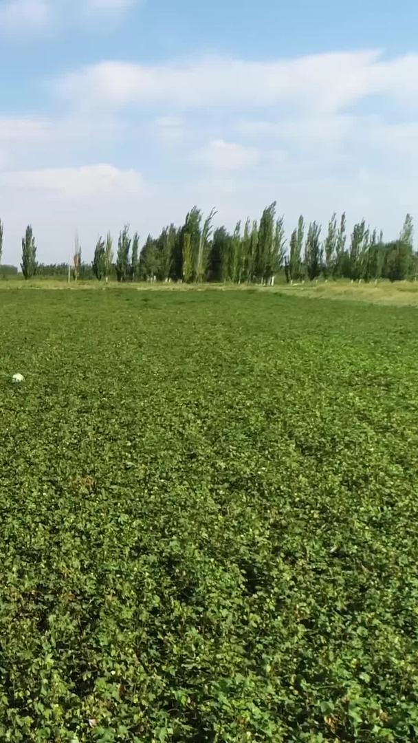 新疆长绒棉基地农民工航拍视频的预览图