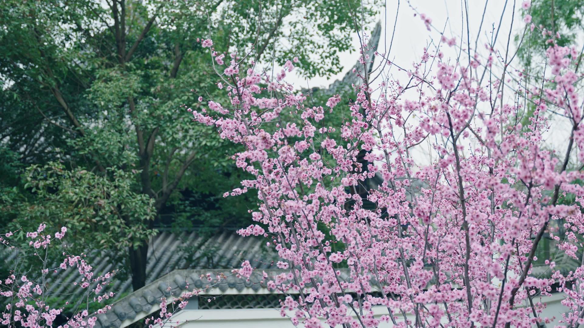 4k春花盛开樱花花朵意境视频的预览图