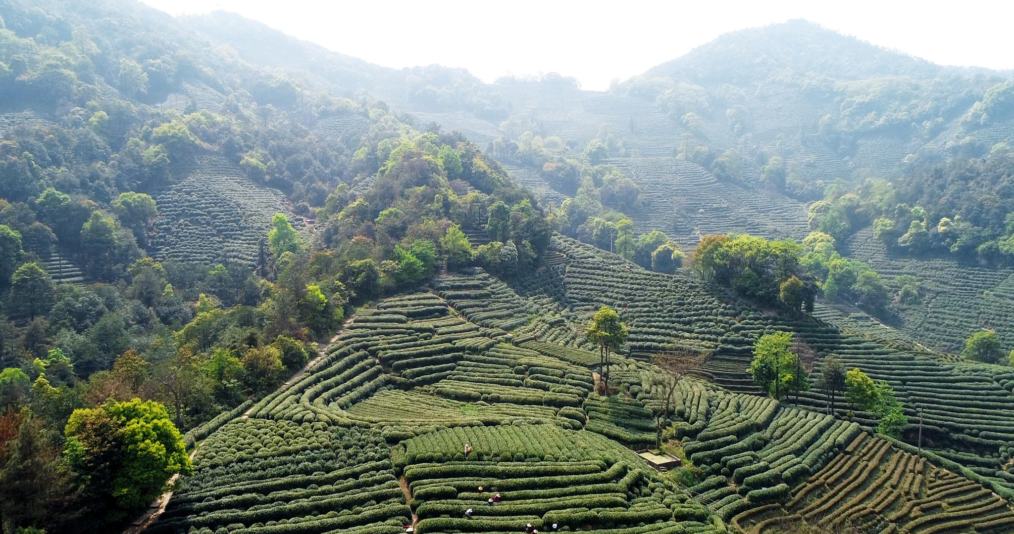 4k春天采山茶茶园航拍视频的预览图