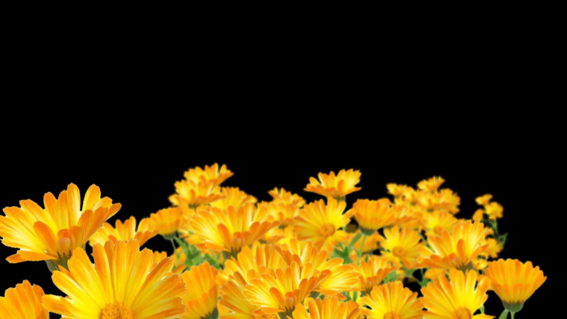 穿梭菊花背景视频的预览图
