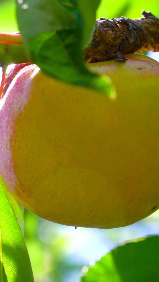 水果杏子果实实拍合集合果实视频的预览图