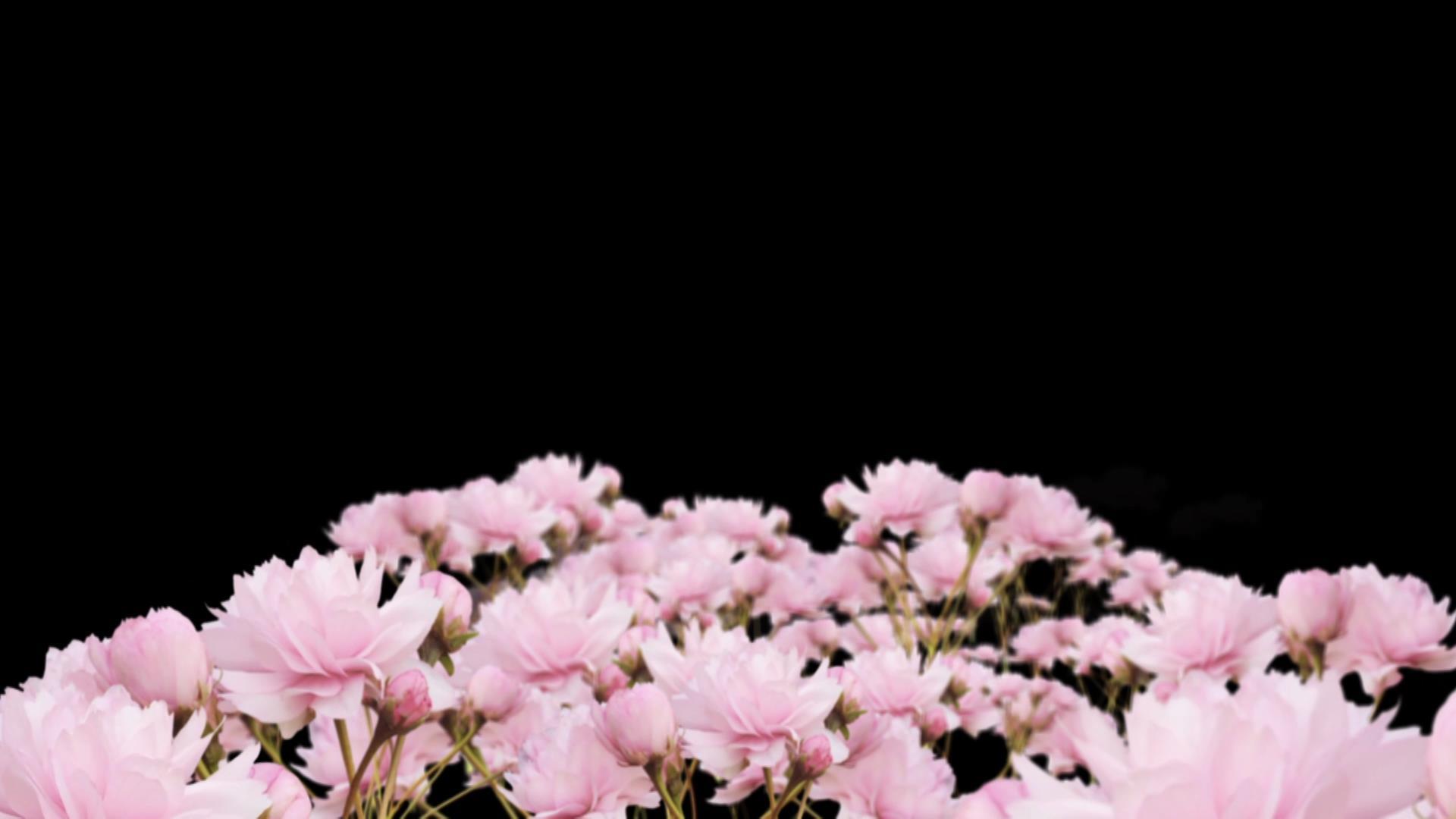 穿梭唯美粉色花朵视频的预览图