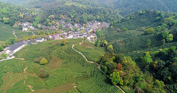 4k杭州春景十里琅珰茶园采茶景色视频的预览图
