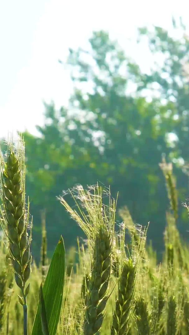 即将在光影下成熟的小麦视频的预览图