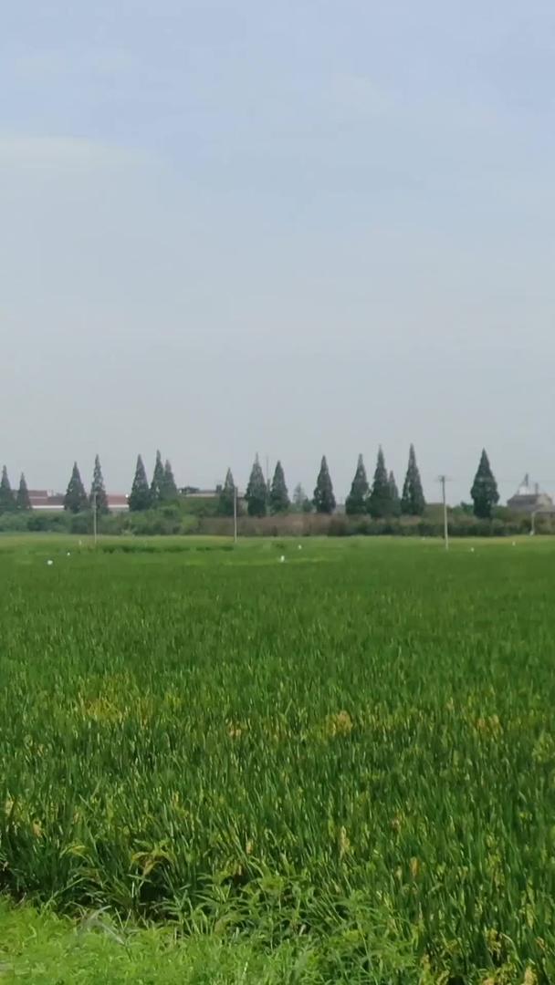 农田水稻视频的预览图