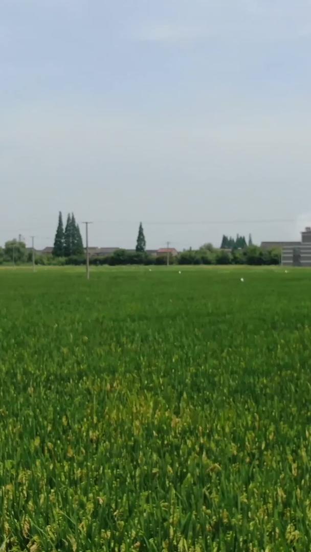 农田水稻视频的预览图