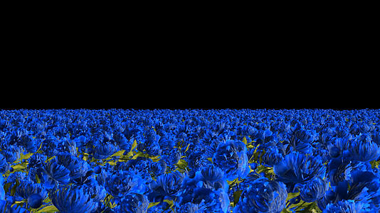 透明通道蓝牡丹花丛穿梭视频素材视频的预览图