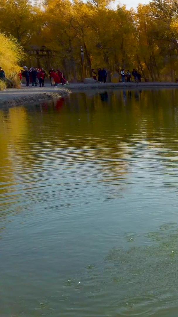 在金波湖玩水的鸭子视频的预览图