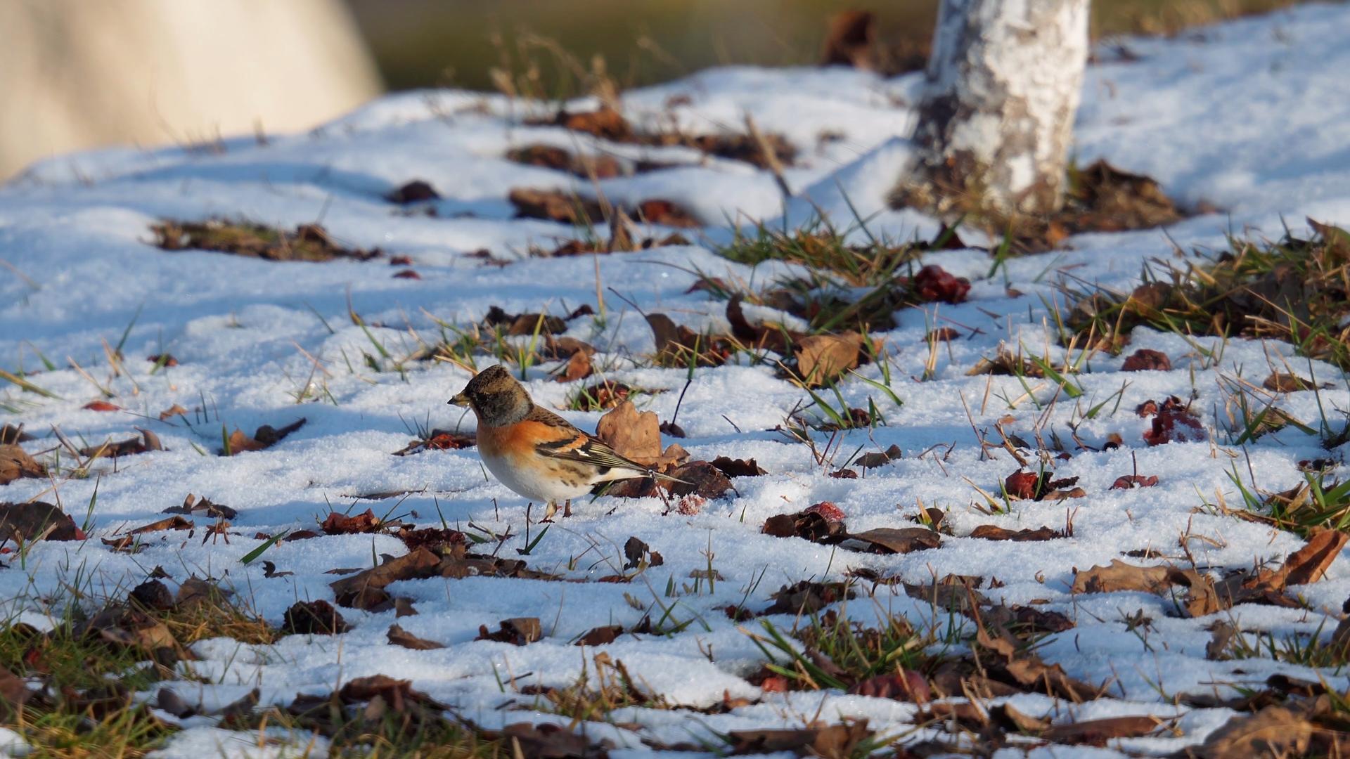 小鸟在雪地里觅食视频的预览图