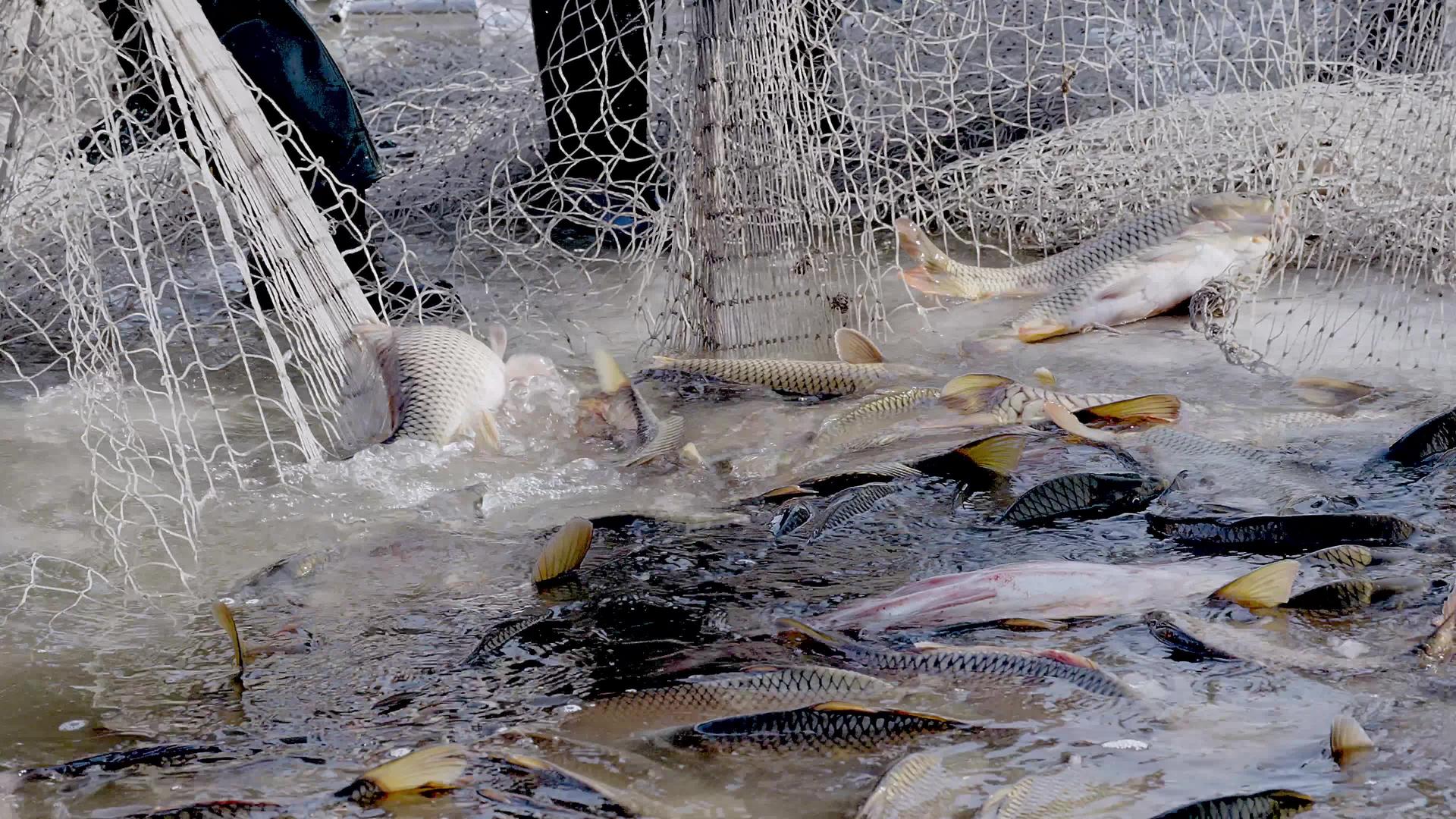 冬天渔民撒网捕鱼视频的预览图