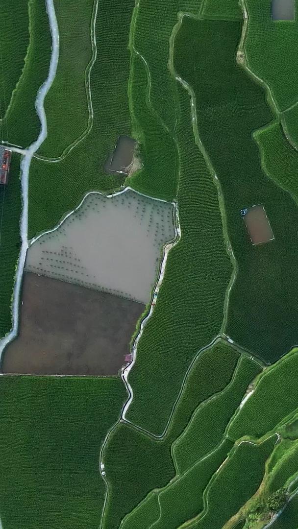 贵州西江梯田航拍自然风光视频素材视频的预览图