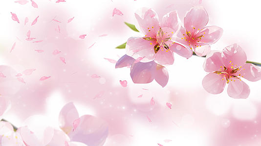 春季粉色唯美小清新花朵动态背景视频视频视频的预览图