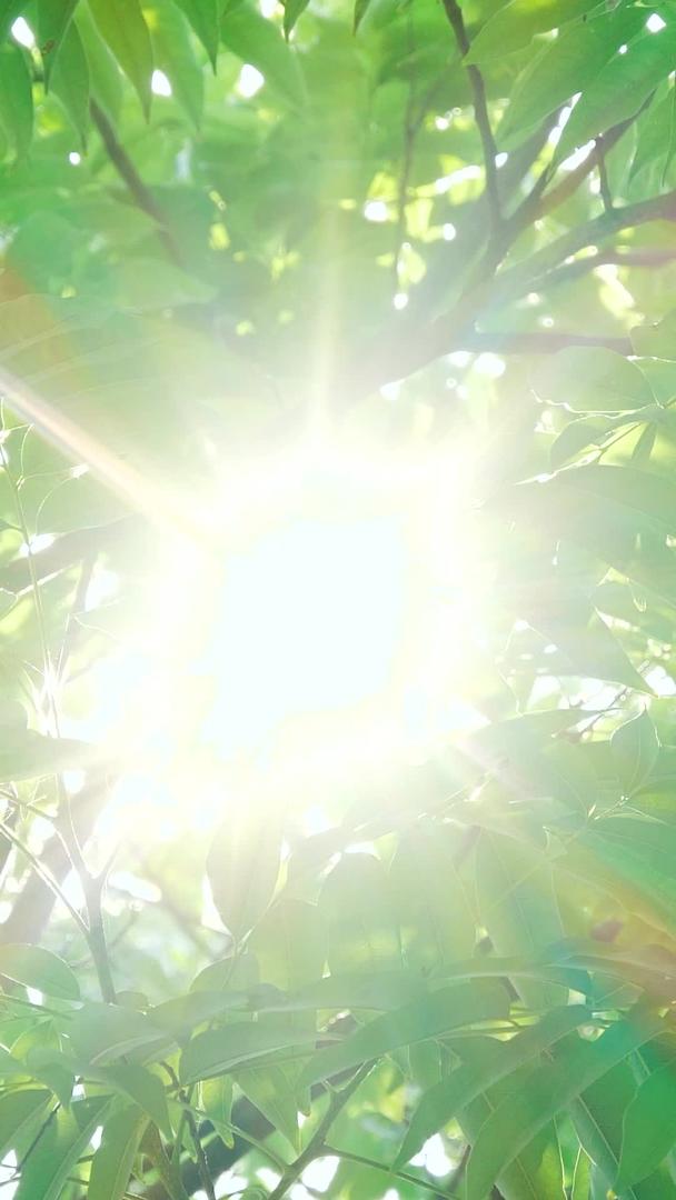 夏季美丽的逆光树叶透光夏日日光头视频的预览图