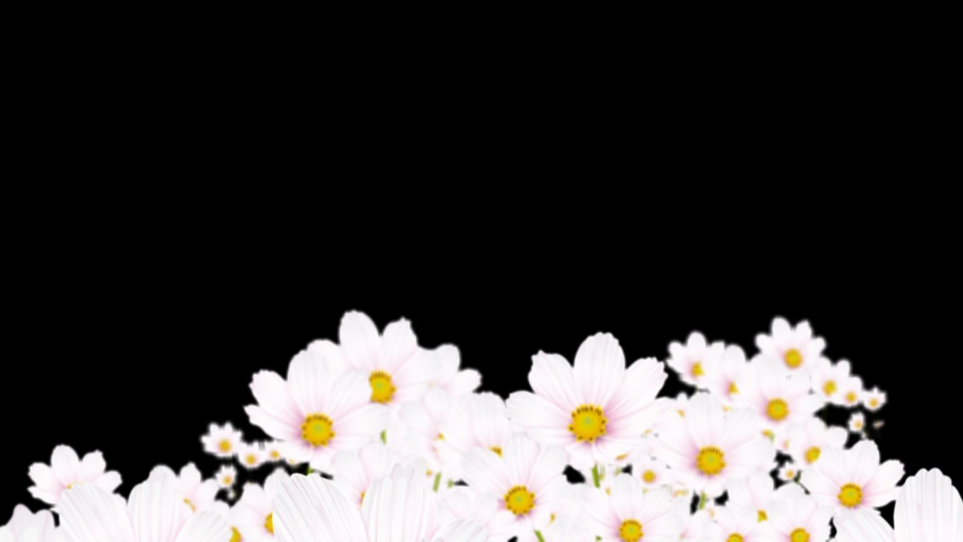 穿梭白色菊花背景视频的预览图