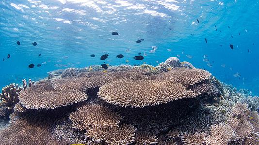 海底缤纷珊瑚视频的预览图