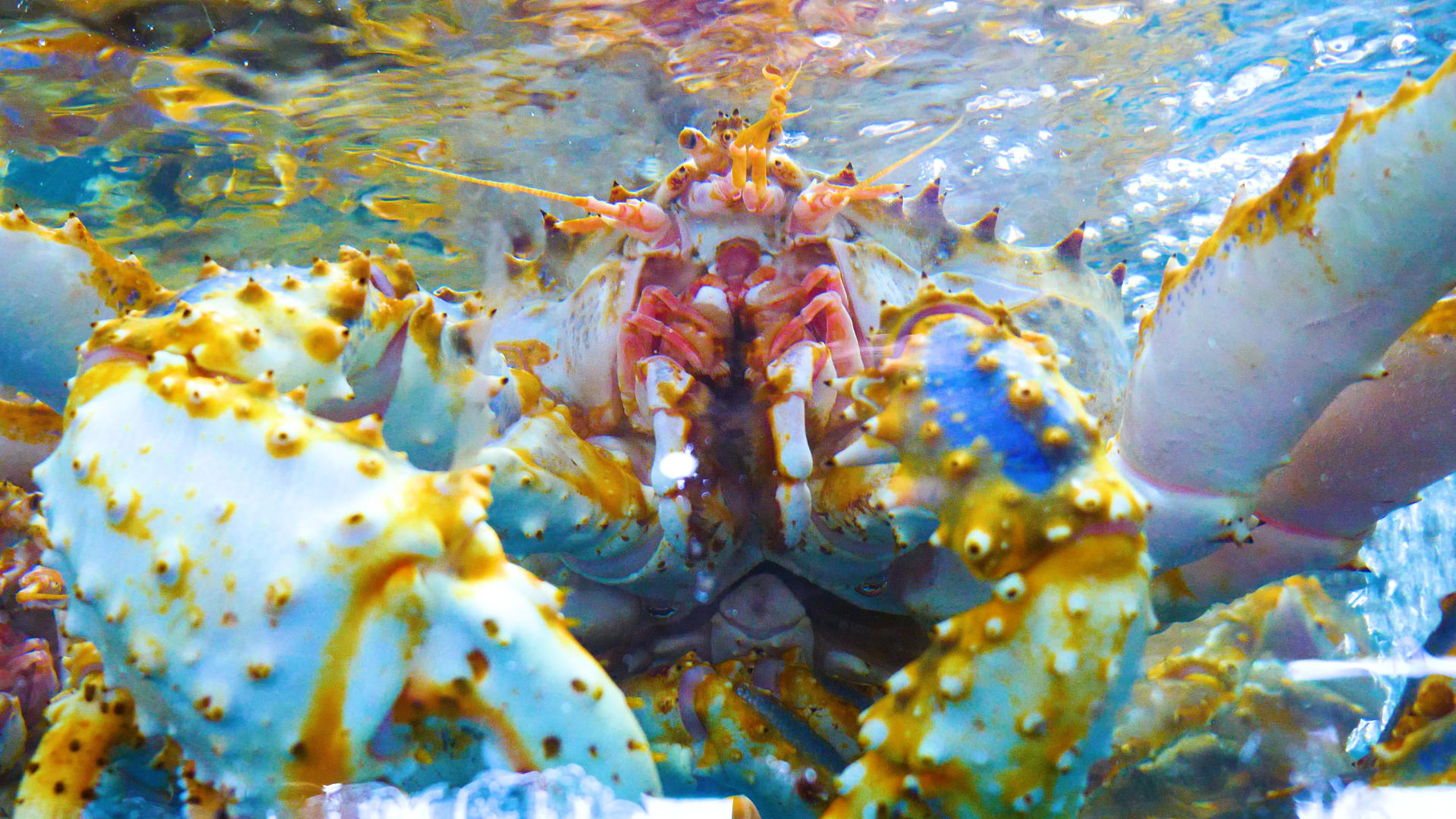 4K海鲜帝王蟹视频的预览图