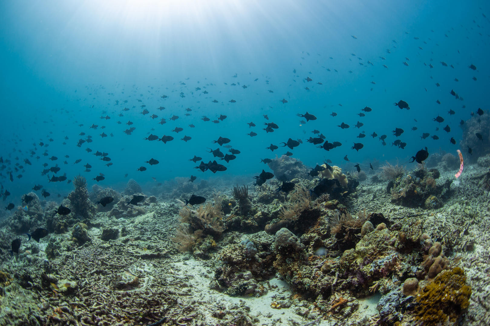 海底缤纷珊瑚小鱼群视频的预览图