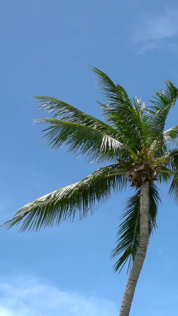 海岛椰树海风吹得延迟视频的预览图
