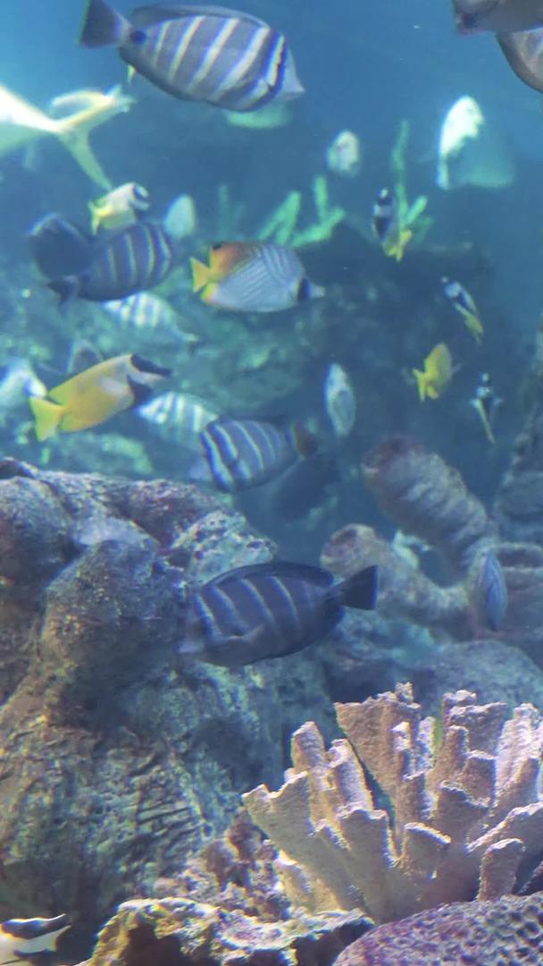 老虎滩海洋公园5A级旅游景区海底世界视频的预览图