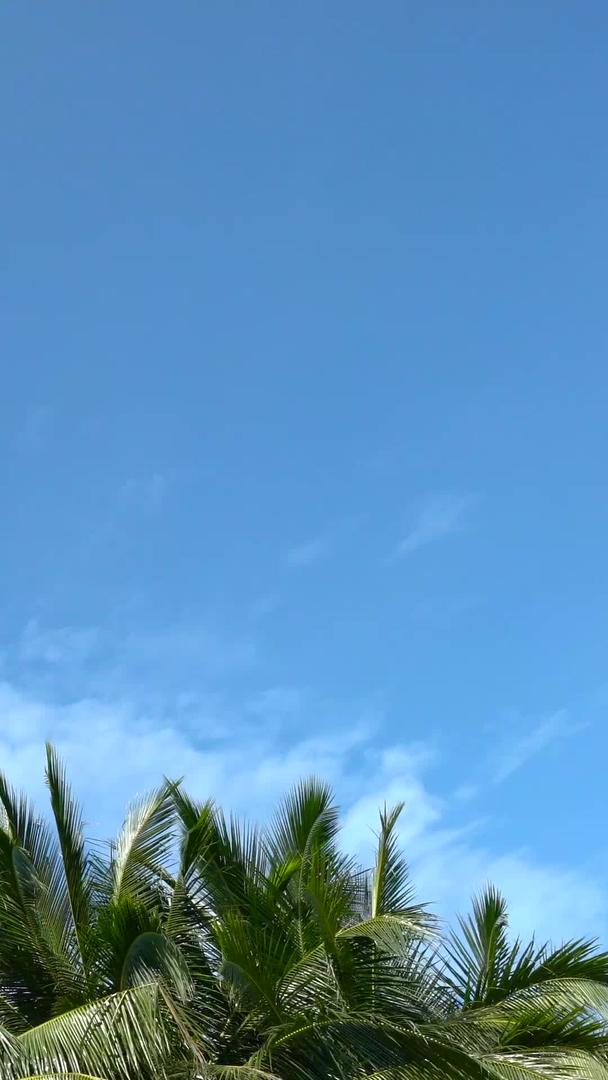 海岛椰树海风吹得延迟视频的预览图