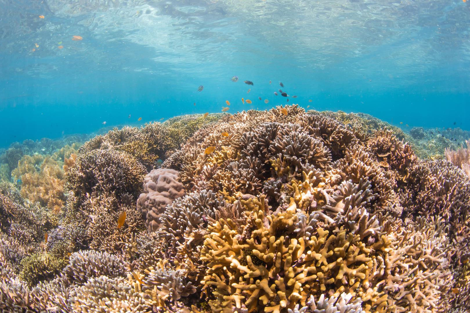 海底缤纷珊瑚视频的预览图