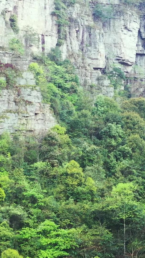 贵州深山野生瀑布视频的预览图