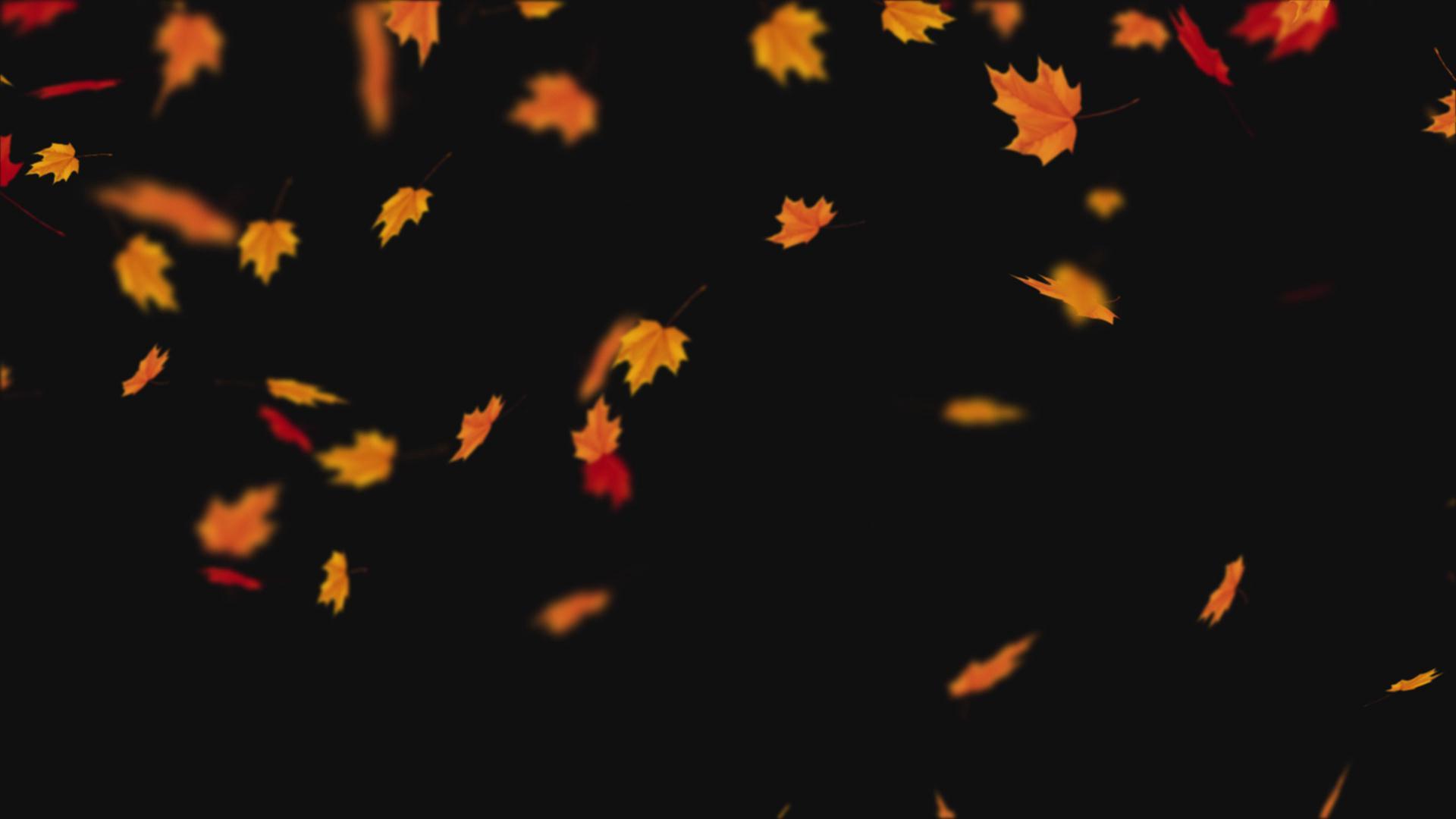 枫叶飘落透明通道视频的预览图