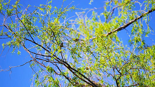 4k实拍春日树上觅食的小鸟空镜头视频的预览图