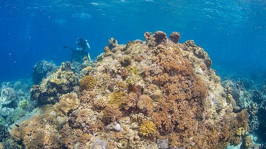 海底缤纷珊瑚世界视频的预览图