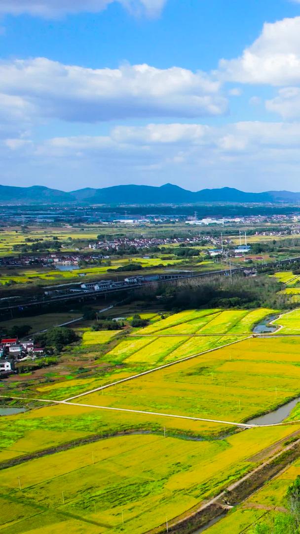 美丽的乡村农田金黄水稻田丰收季节视频的预览图