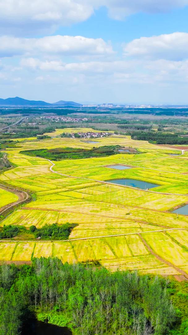 美丽的乡村农田金黄水稻田丰收季节视频的预览图