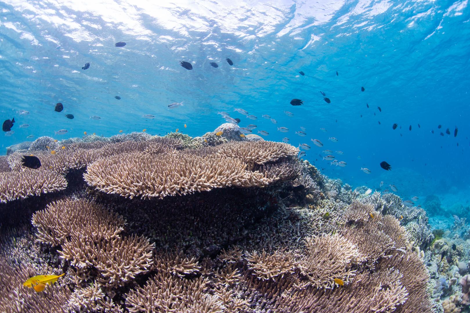 海底缤纷珊瑚世界视频的预览图