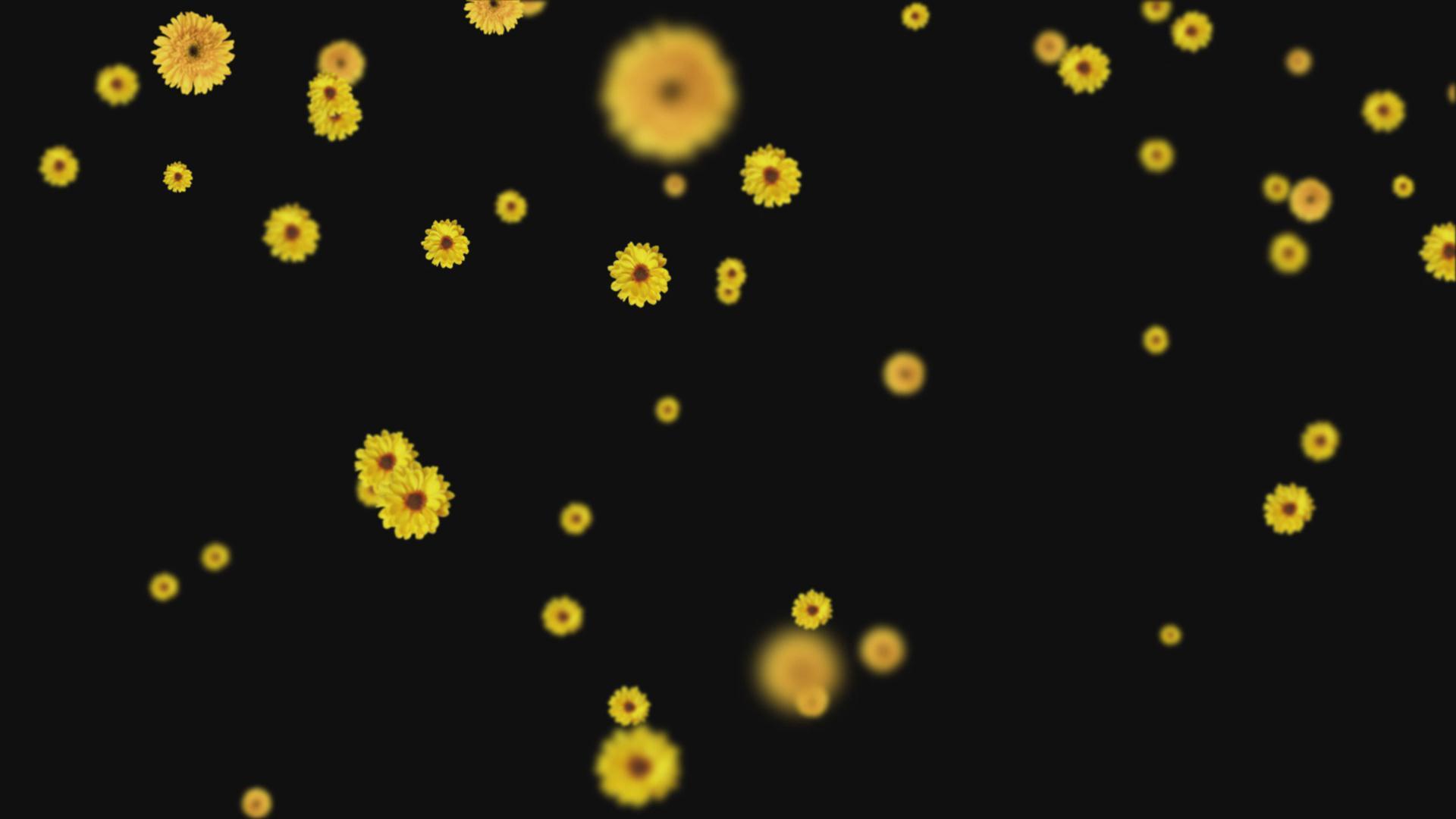 菊花飘落透明通道视频的预览图