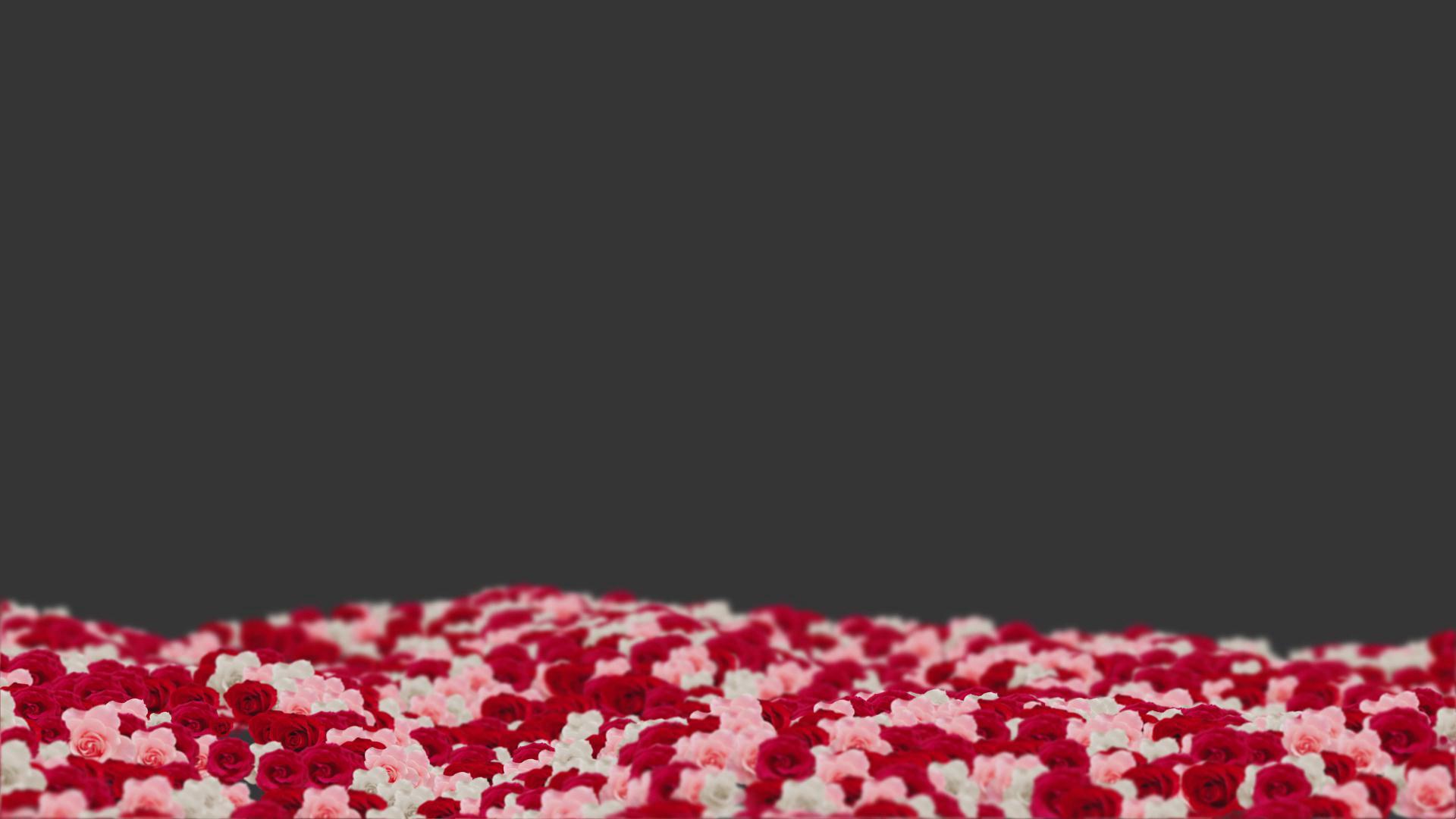 玫瑰花海开花透明通道视频的预览图
