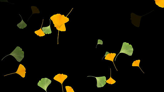 透明通道银杏叶飘落素材视频的预览图