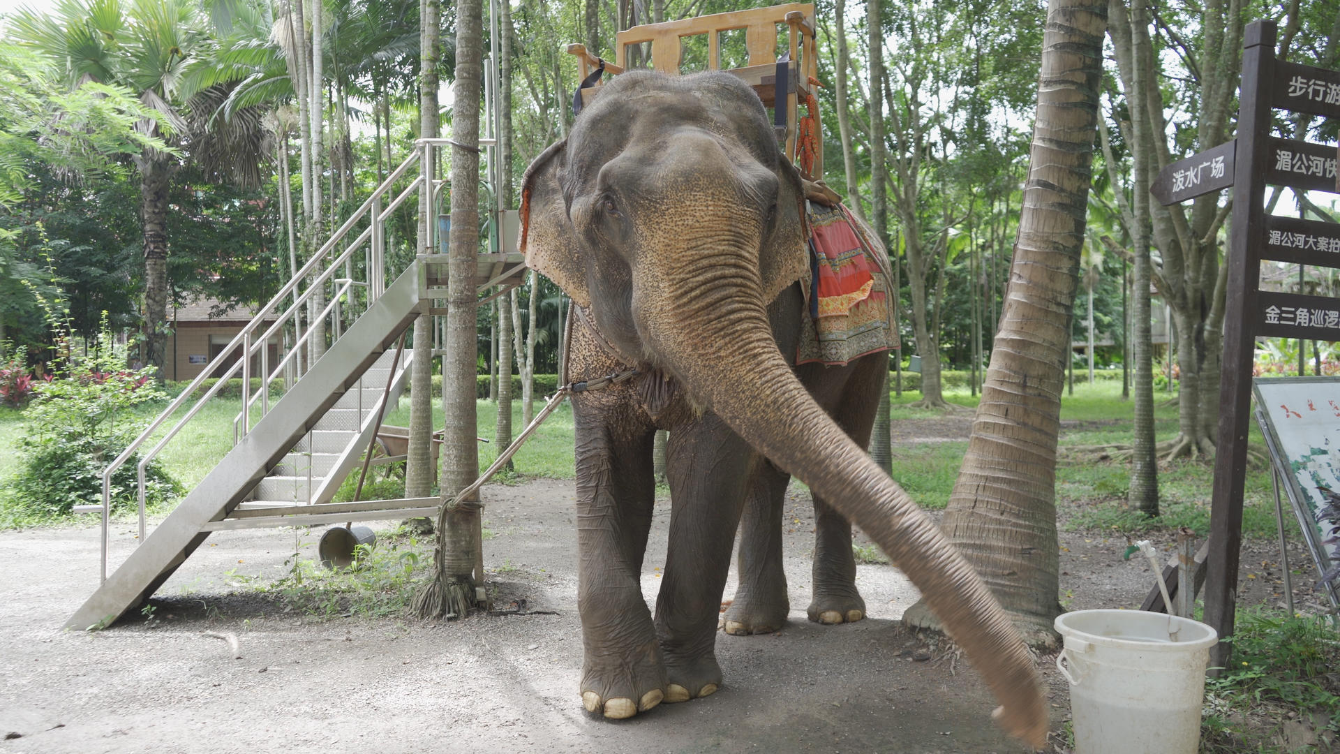 西双版纳傣族园内大象视频的预览图
