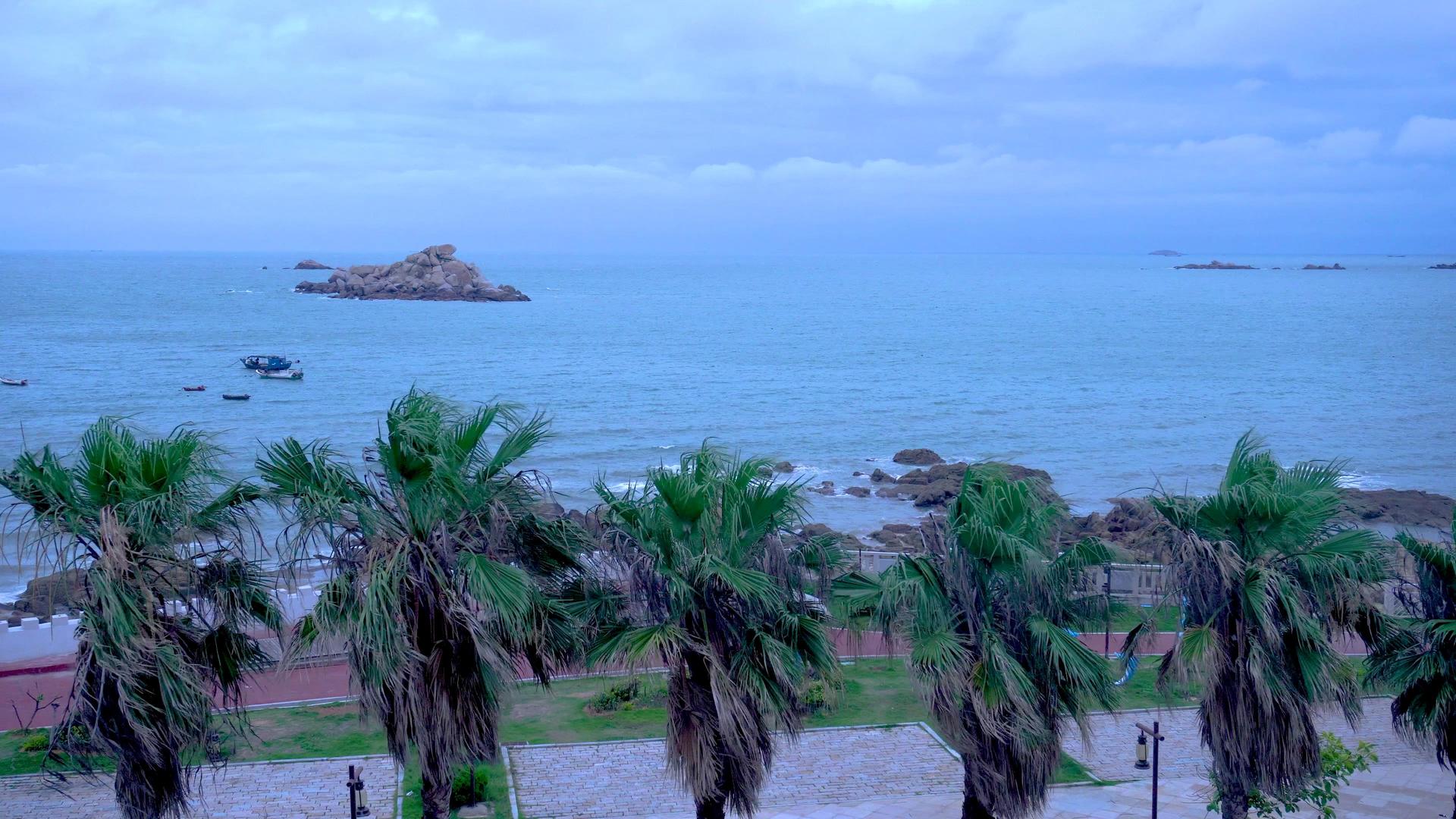 4K实拍夏季海边大风吹刮棕榈树视频的预览图