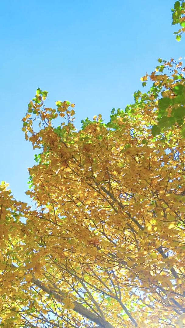 金色的枫叶金色的秋天视频的预览图