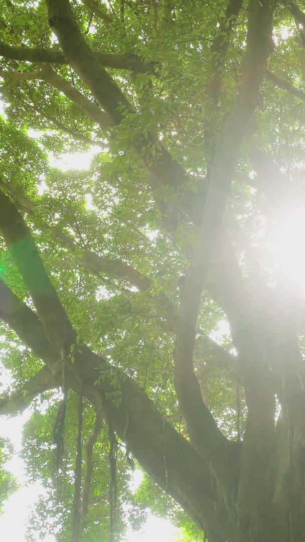 夏季阳光透射树底光影视频的预览图