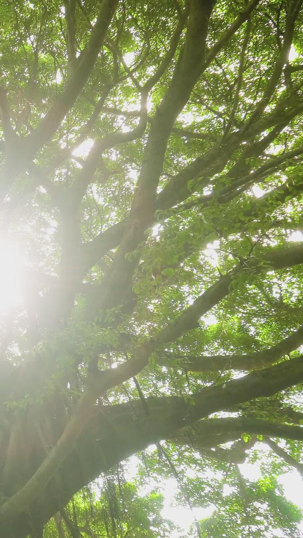 夏季阳光透射树底光影视频的预览图