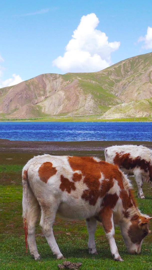 牦牛奶牛在高原牧场吃草视频的预览图