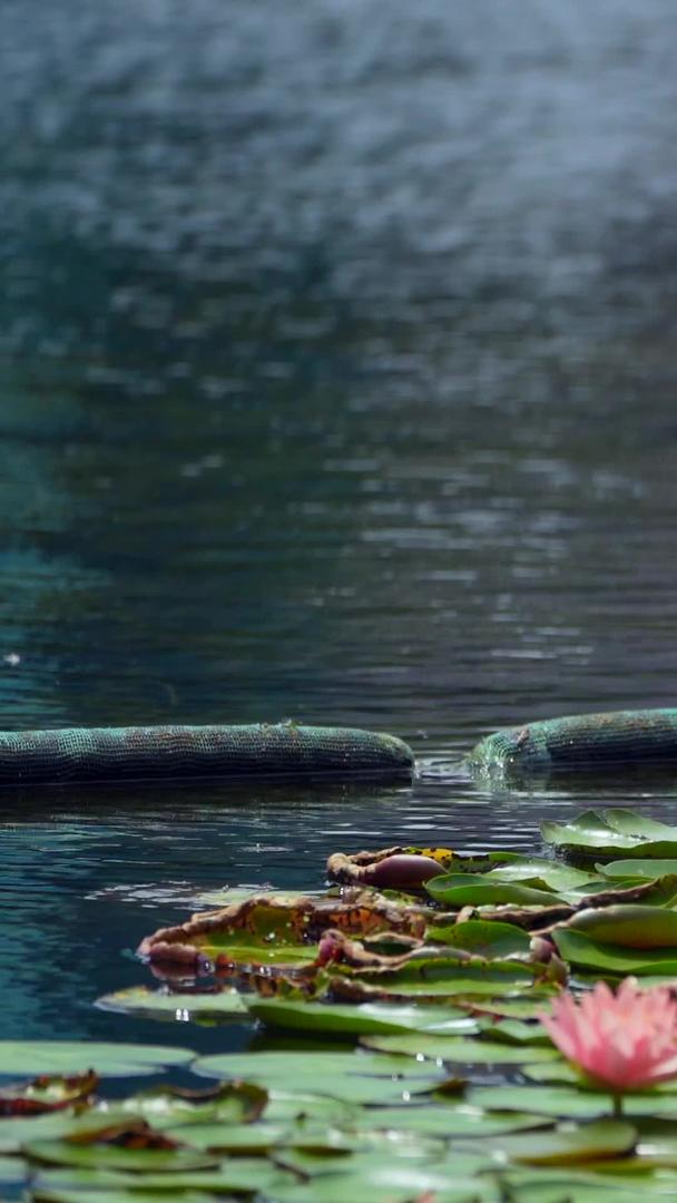 自然美湖睡莲和池鹭视频的预览图