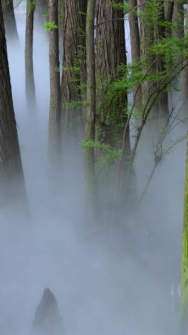 水杉湿地公园视频的预览图