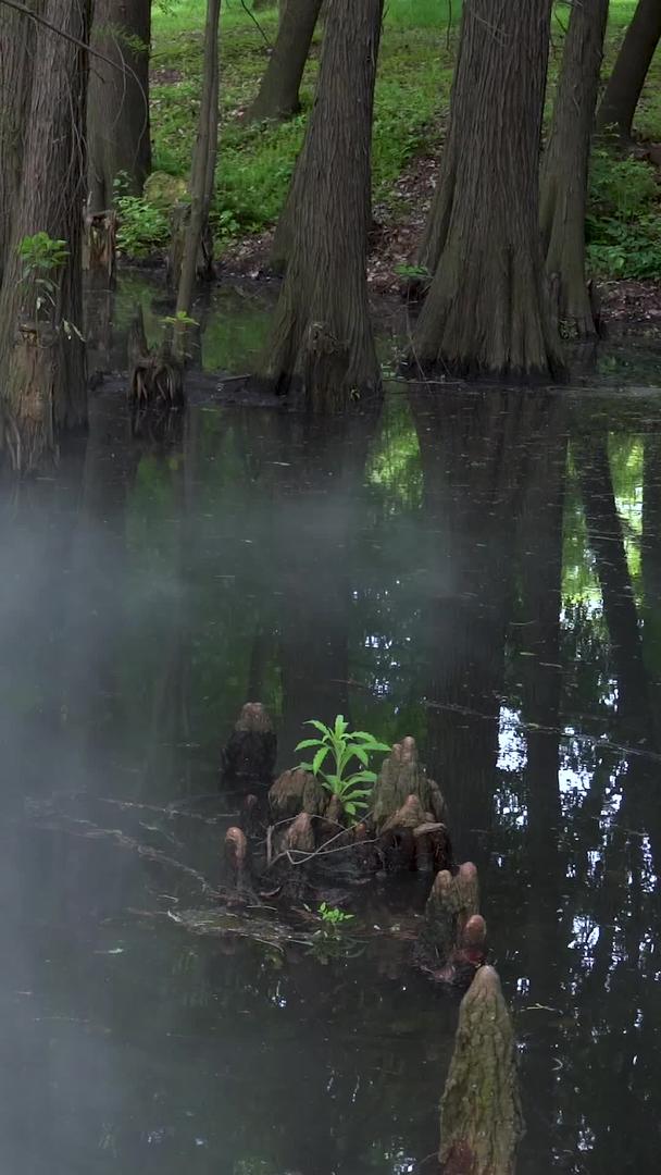 水杉湿地公园视频的预览图